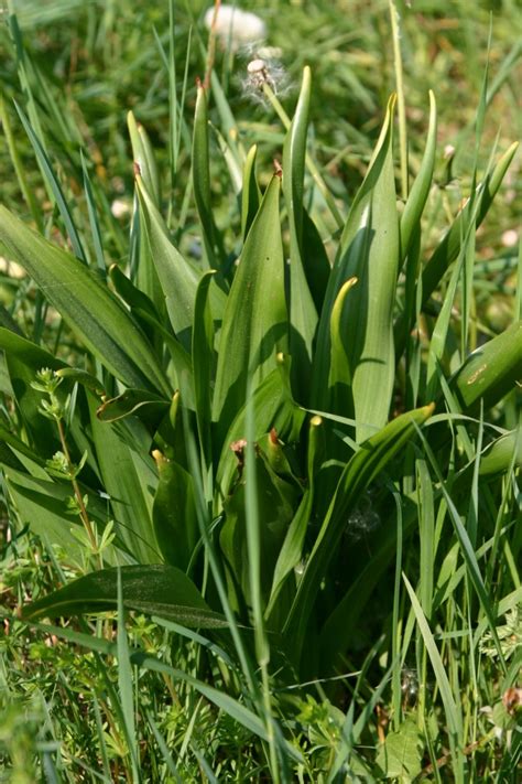 Die herbstzeitlose blüht im spätsommer bis herbst und ist in europa weit verbreitet und auch als zierpflanze bekannt. Die Herbstzeitlose - tödliches Gift aus der Natur | Industrieverband Agrar