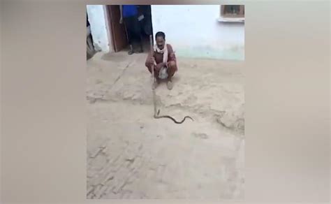 Man Shooting Video With Snake Dies After Reptile Bites Him In Uttar