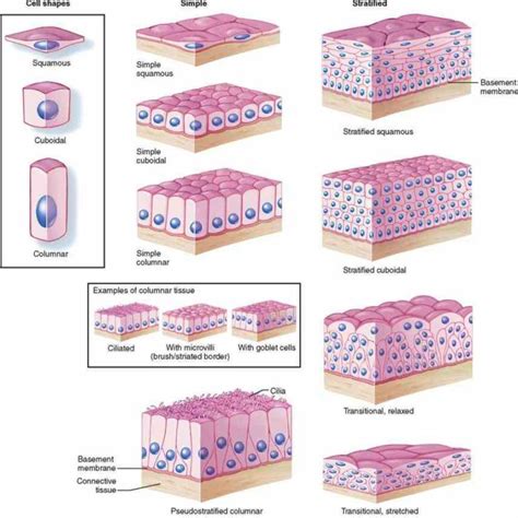 Innervated Epithelial Cells In The Epithelial Tissue Tissues That Cover