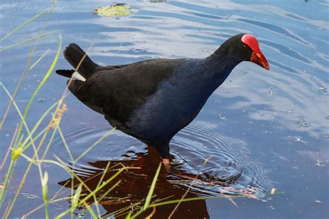 The Greatest Of These Is Love World Bird Wednesday Moorhen And Swamphen
