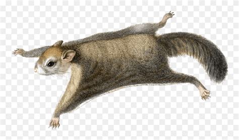 Squirrel Free Image Flying Squirrel Clip Art Mammal Animal Rodent Hd