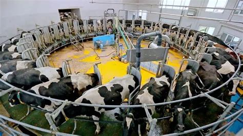 Milking Machines Farm Machines Ubicaciondepersonas Cdmx Gob Mx