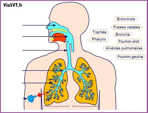 Appareil Respiratoire Humain Svt Animation Viasvt Vive Les Svt Les