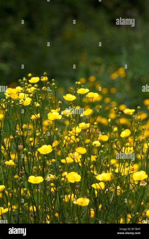 Large Group Of Golden Yellow Buttercup Flowers Stock Photo Alamy