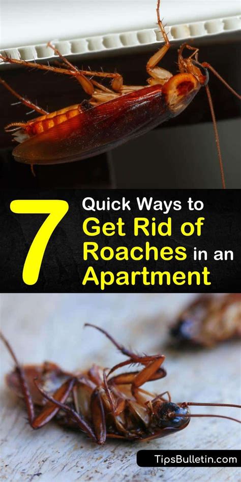 If none of the natural roach treatments work, you can still use roach traps, roach spray, insect traps, bait stations and other means of home insect control to either kill cockroaches entirely or at least repel roaches. Pin on Best of Tips Bulletin - Cleaning & Household Hacks ...