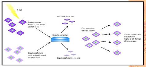 Hybrid Biology