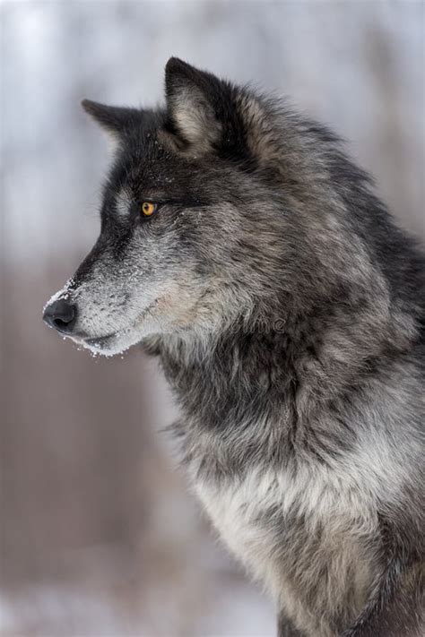 Vertical Preto Do Perfil Do Lúpus De Grey Wolf Canis Da Fase Foto De