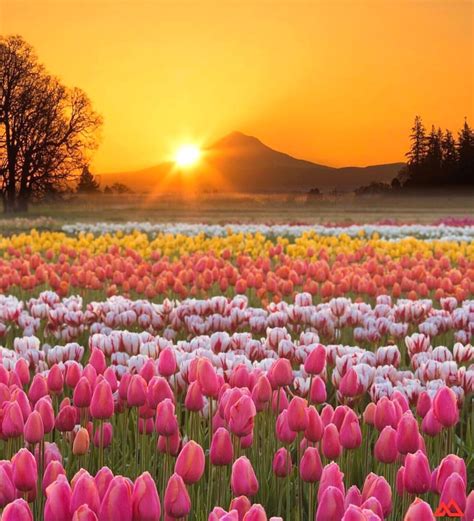 Wooden Shoe Tulip Farm Oregon 🌷🌷🌷 Picture By Benbabusis