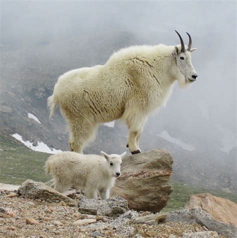 Mountain Goat Wildlife Of El Paso County And Pikes Peak Colorado