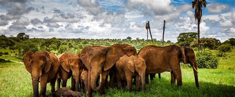 Tarangire National Park Tanzania Safari Destinations