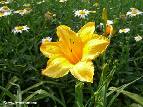 Aug 04, 2020 · johnny jump ups are small and delicate flowers that are bright purple and yellow. Yellow Flowers Names | Yellow flower: Daylily. Image size ...