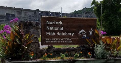 Norfork National Fish Hatchery Us Fish And Wildlife Service
