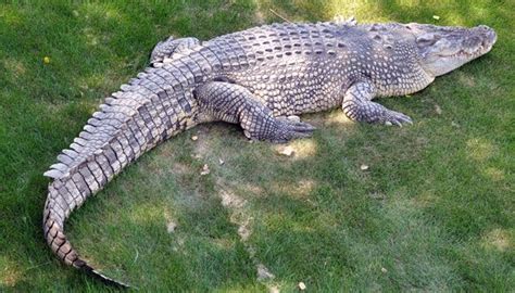 Giant Saltwater Crocodiles Giant Crocs Reptile Gardens Crocodiles