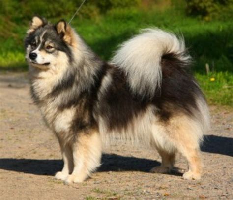 Finnish Lapphund Dog Breed Information Images Characteristics Health