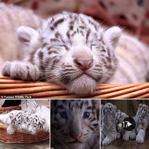 Captivating Debut Adorable Newborn White Tiger Triplets Steal The