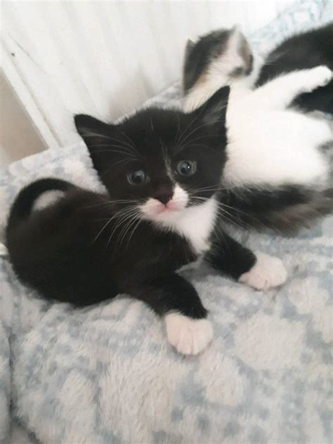 4 Black And White Kittens In Stockport Manchester Gumtree