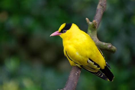 Birding Pentax User Photo Gallery