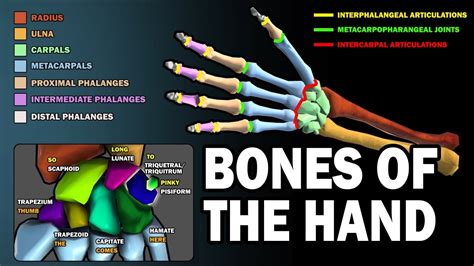 Bones Of The Hand Learn In 25 Minutes Youtube