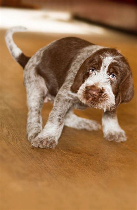 Italian Spinone Puppy Is A Photograph By Heidi Anne Morris Source