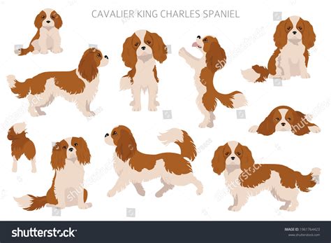 Cavalier King Charles Spaniel Clipart Different Royalty Free Stock