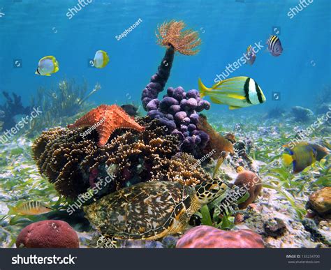Sea Turtle Underwater With Colorful Tropical Marine Life In The