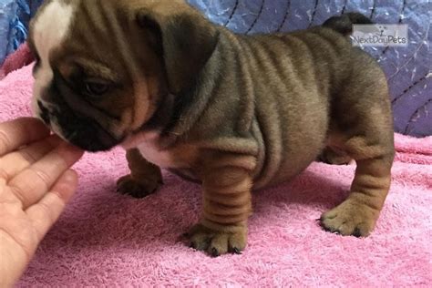 Our main focus is to breed happy, healthy, well tempered bulldog puppies for sale. Rosie: English Bulldog puppy for sale near Tulsa, Oklahoma. | 2416fd46-bbd1