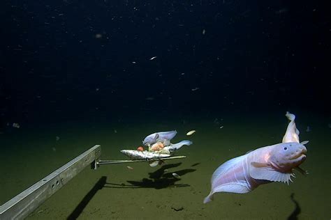 Deepest Fish Found Extra Than 5 Miles Beneath The Sea Floor Z Lib Blog