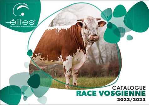 Taureaux La Race Bovine Vosgienne