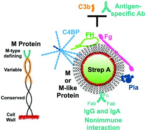 Surface Recruitment Of Human Proteins By Strep A Left Schematic Of Download Scientific