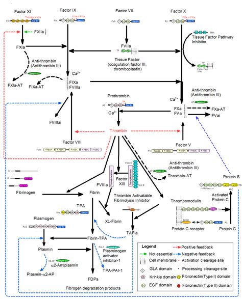 321 Blood Coagulation And Fibrinolytic Pathway Download Scientific