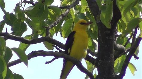 Golden Oriole Bird Singing In My Garden Pasarea Grangur El Din