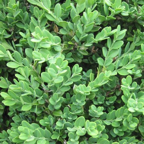 Buy Chinese Boxwood Buxus Microphylla Sinica 10 Seeds Online Seeds