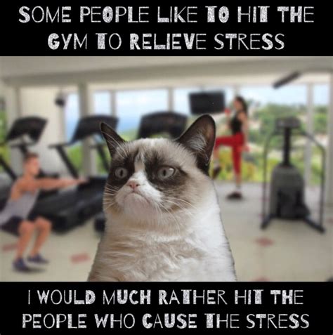 Cat Meme Grumpy Cute Jokes Funny Grumpy Cat Memes Gru