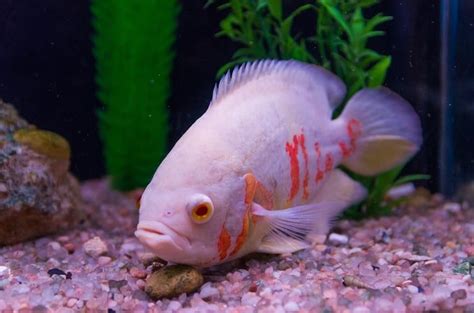 Types Of Oscar Fish In India Unique Fish Photo