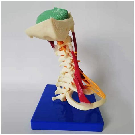 Buy Model Cervical Vertebrae Human Cervical Vertebra Sized Spine
