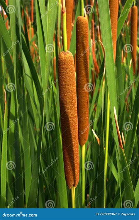 Flower Heads And Leaf Blades Of Common Bulrush Plant Also Called