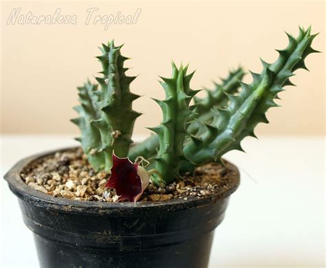 Normalmente, se dice «cactus» y «suculentas» como si fueran dos tipos diferentes de plantas. Representante del género Huernia, planta ideal para la ...