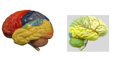 Colored Brain Diagram Quizlet