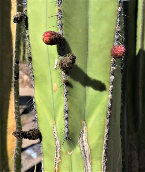 Living Rootless Tucson Az Tohono Chul Cactus Shadow Study