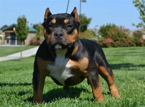 Ready to leaveready to leave: tri american bully, tri bully puppies, sinful pits ...