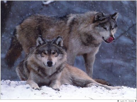 Wild Wolves Winter Wallpaper