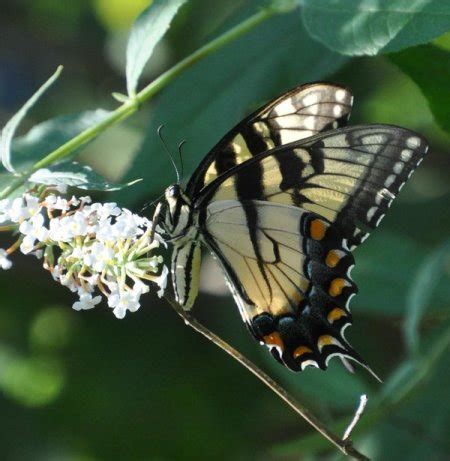 Swallowtail Butterfly Information And Photos ThriftyFun