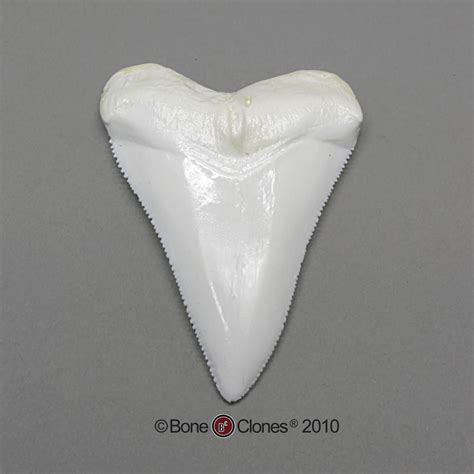 Great White Shark Tooth Replica Bone Clones Inc