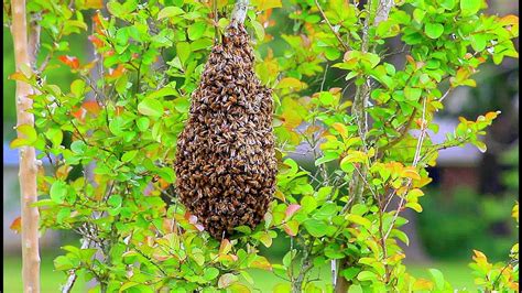 A Ball Of Bees Among Our Trees The Mating Swarm Youtube
