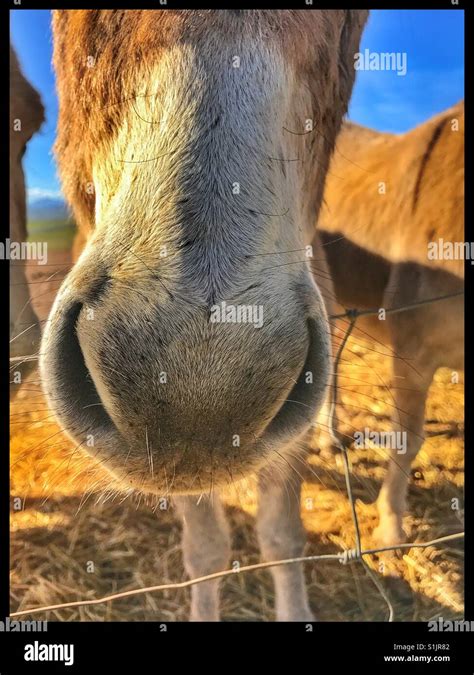 Donkey S Nose Stock Photo Alamy