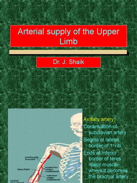 Blood Supply Of The Upper Limb Pdf Elbow Arm