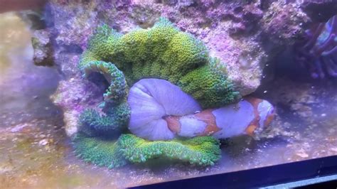How To Feed Carpet Anemone