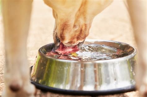 You might have reached your boiling point in a current situation. VIDEO: Dog Drinking in Slow Motion is Amazing! - The ...