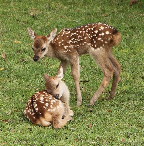 One Time One Meeting From Country Of Deer