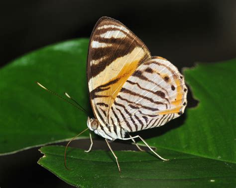 Tiger Beauty Lepidoptera Of Bijagual · Inaturalist